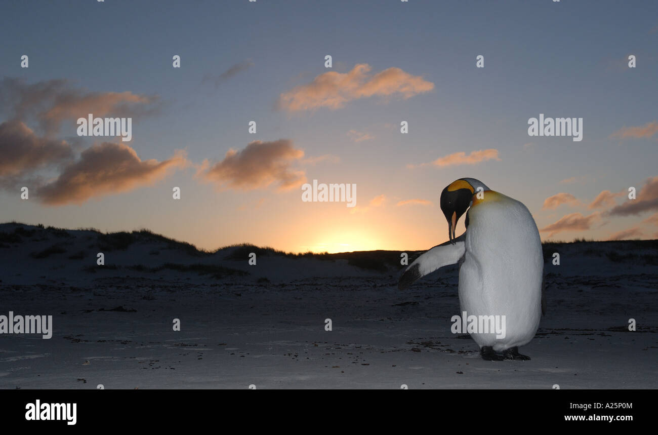 King penguin hémisphère sud falkland island plage de sable couleur or tête de l'Atlantique sud coucher du soleil noir perdu solitaire triste Banque D'Images