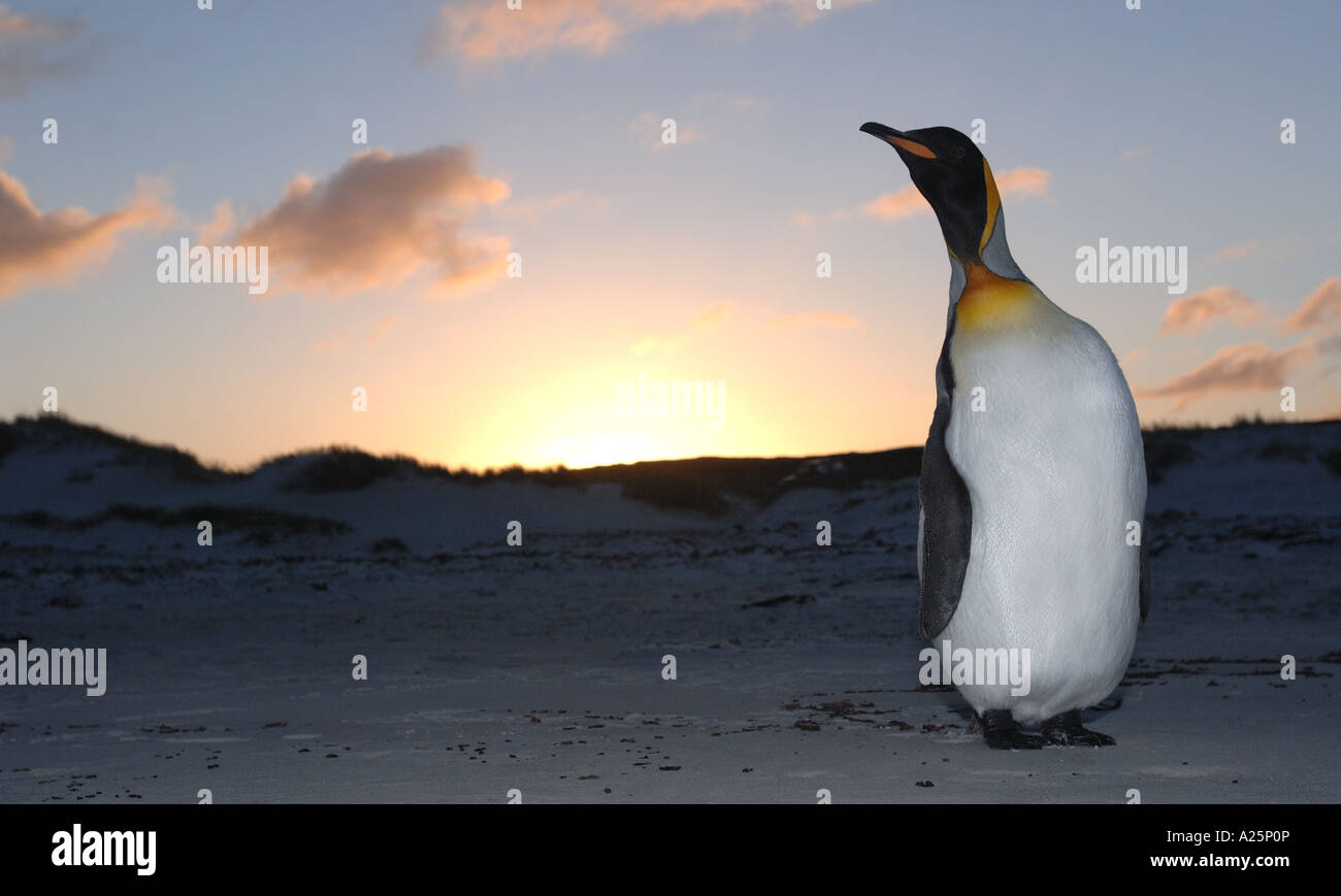 King penguin hémisphère sud falkland island plage de sable couleur or tête de l'Atlantique sud coucher du soleil noir noir triste perdu solitaire Banque D'Images