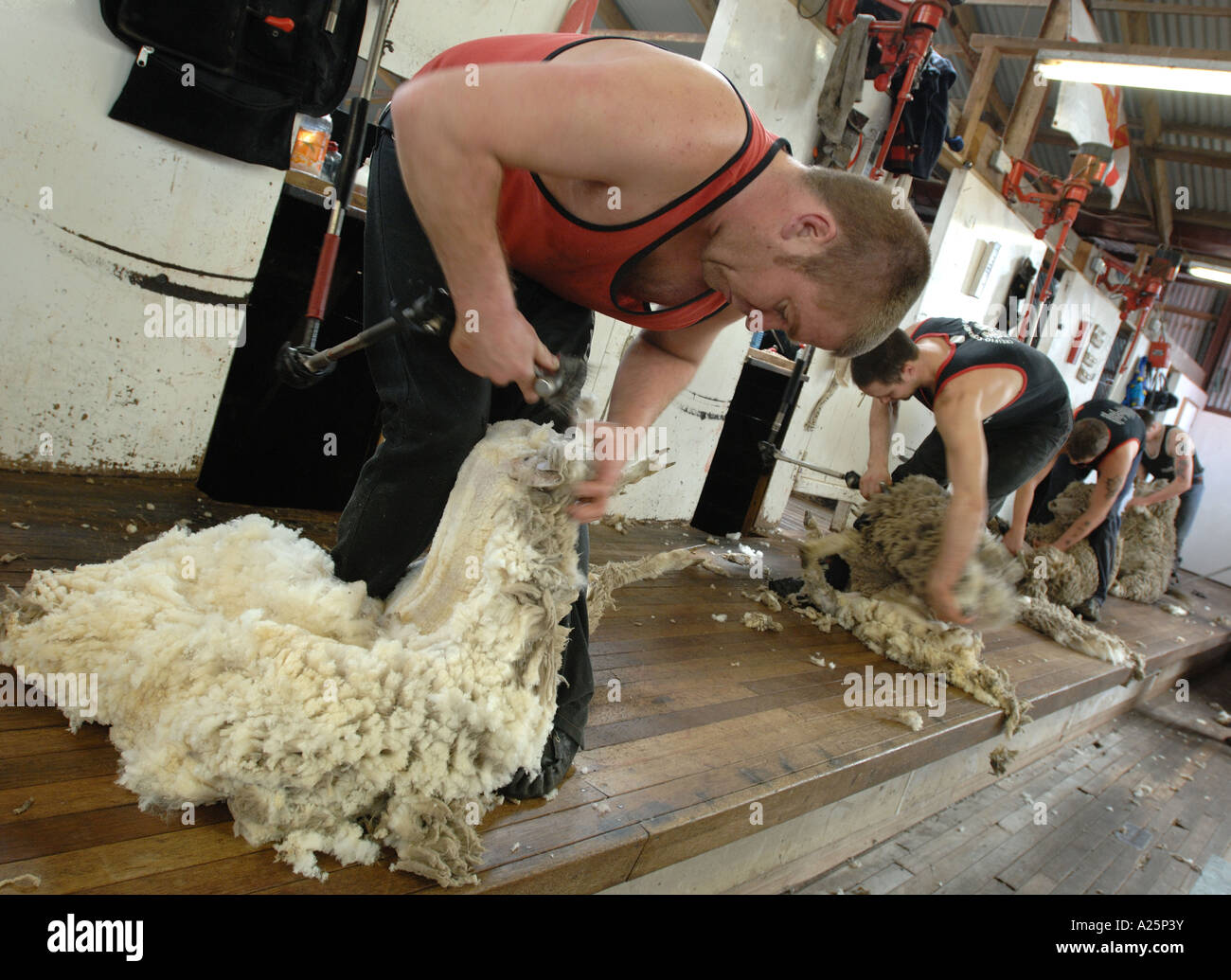 Mémorial de la guerre des îles Falkland animal mouton laine anniversaire roisting tonte tondeuses lame couper la peau roister pen Banque D'Images