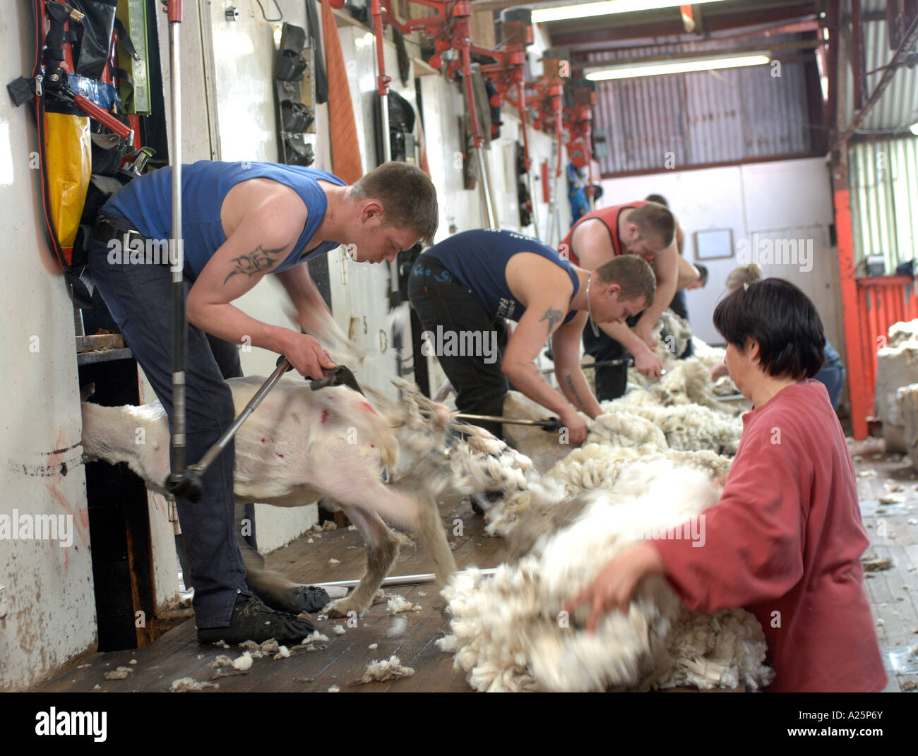 Mémorial de la guerre des îles Falkland moutons anniversaire roisting roister tonte animale lame couper la peau laine plume clippers Banque D'Images