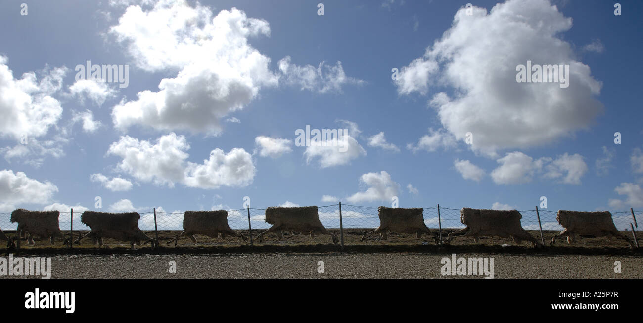 Mémorial de la guerre des îles Falkland peaux de mouton anniversaire clôture séchage animal sec nuages cisaillement pictural abstrait Banque D'Images