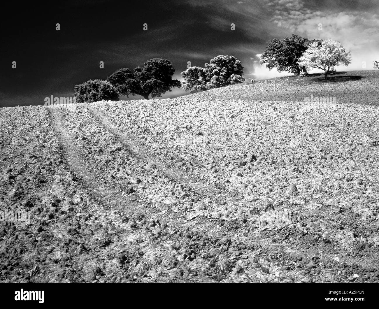 Groupe d'arbres sur la colline avec le sol labouré ronda andalousie espagne Banque D'Images