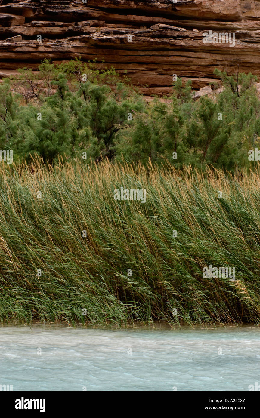 Les herbes indigènes et les espèces envahissantes d'arbres tamaris poussent le long de la LITTLE Colorado River près de la rivière Colorado Arizona Grand Canyon Banque D'Images