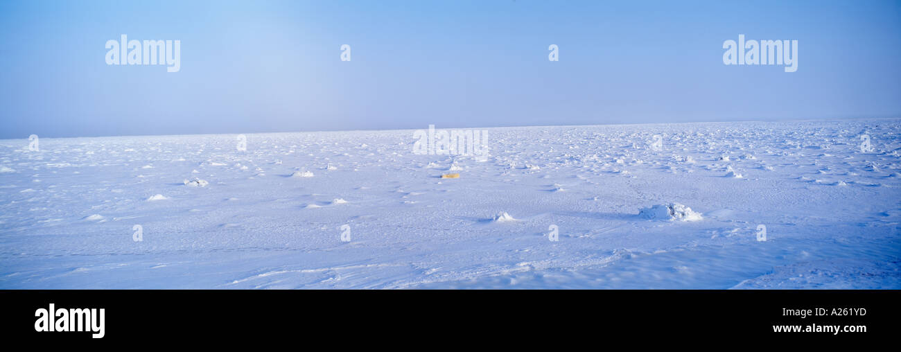 L'ours blanc (Ursus maritimus) sur la glace de mer congelés dans le brouillard fort Hudson Bay Parc national Wapusk Manitoba Canada Amérique du Nord Banque D'Images