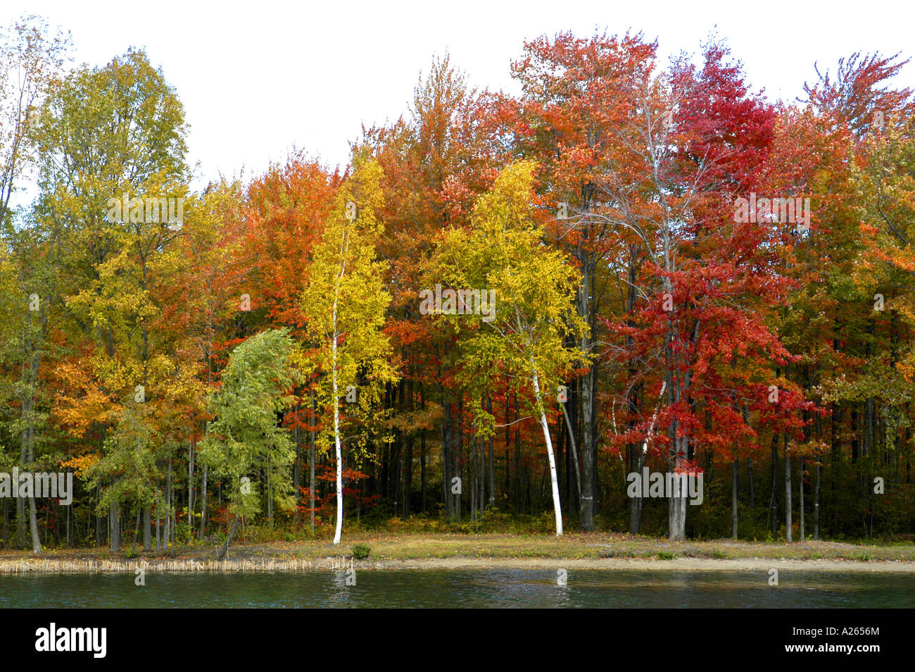 Couleurs d'automne dans le sud-est du Michigan, près de Detroit MI Banque D'Images