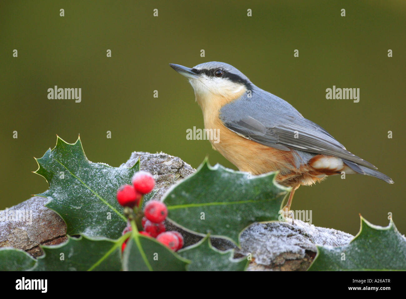 Blanche Sitta europaea perché sur un journal couvert de Holly et de gel en hiver dans un jardin en Angleterre Angleterre Europe Banque D'Images