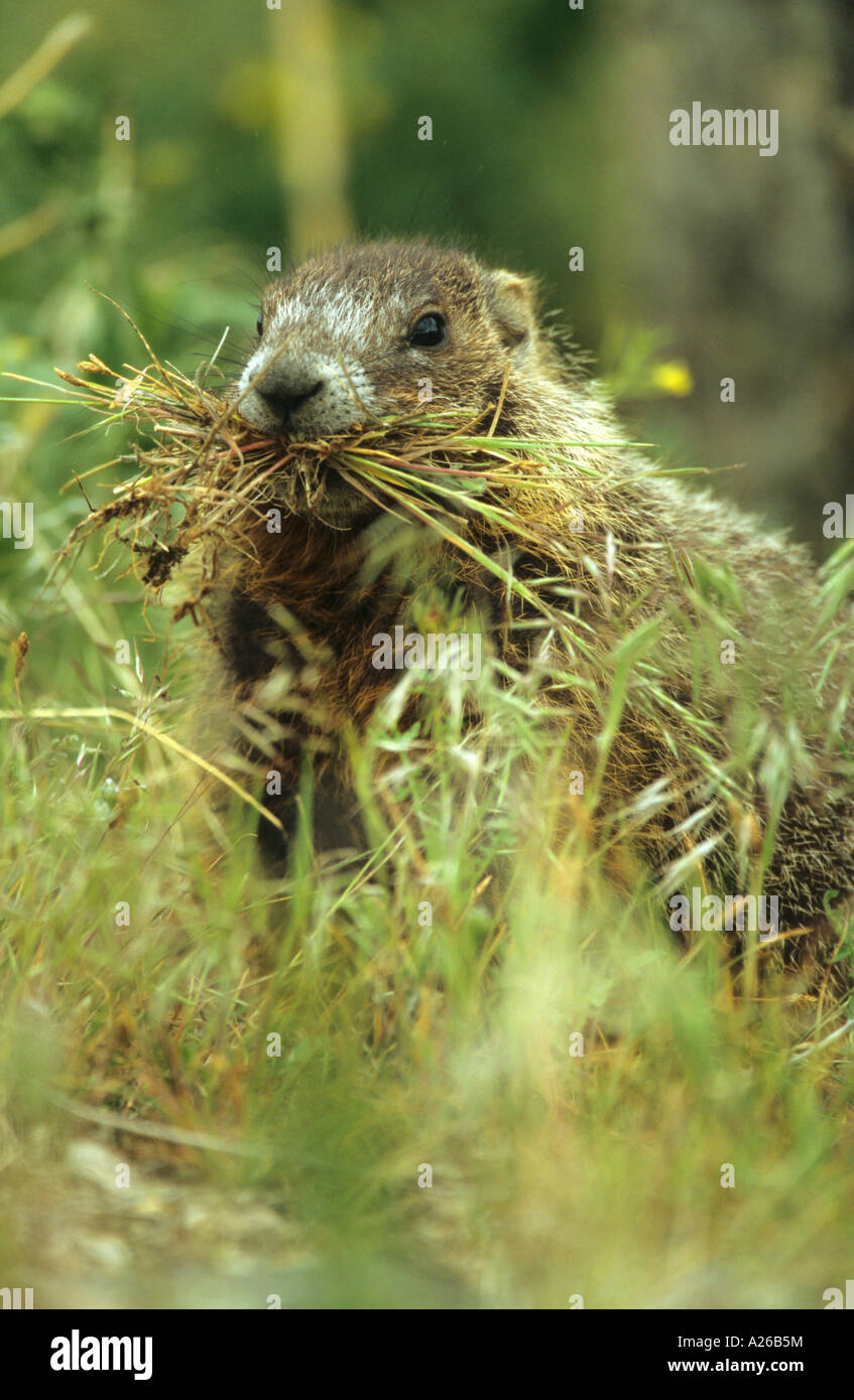 Marmotte à ventre jaune Marmota flaviventris avec sa bouche pleine d'herbes pour la literie en USA Le Parc National de Yellowstone Banque D'Images