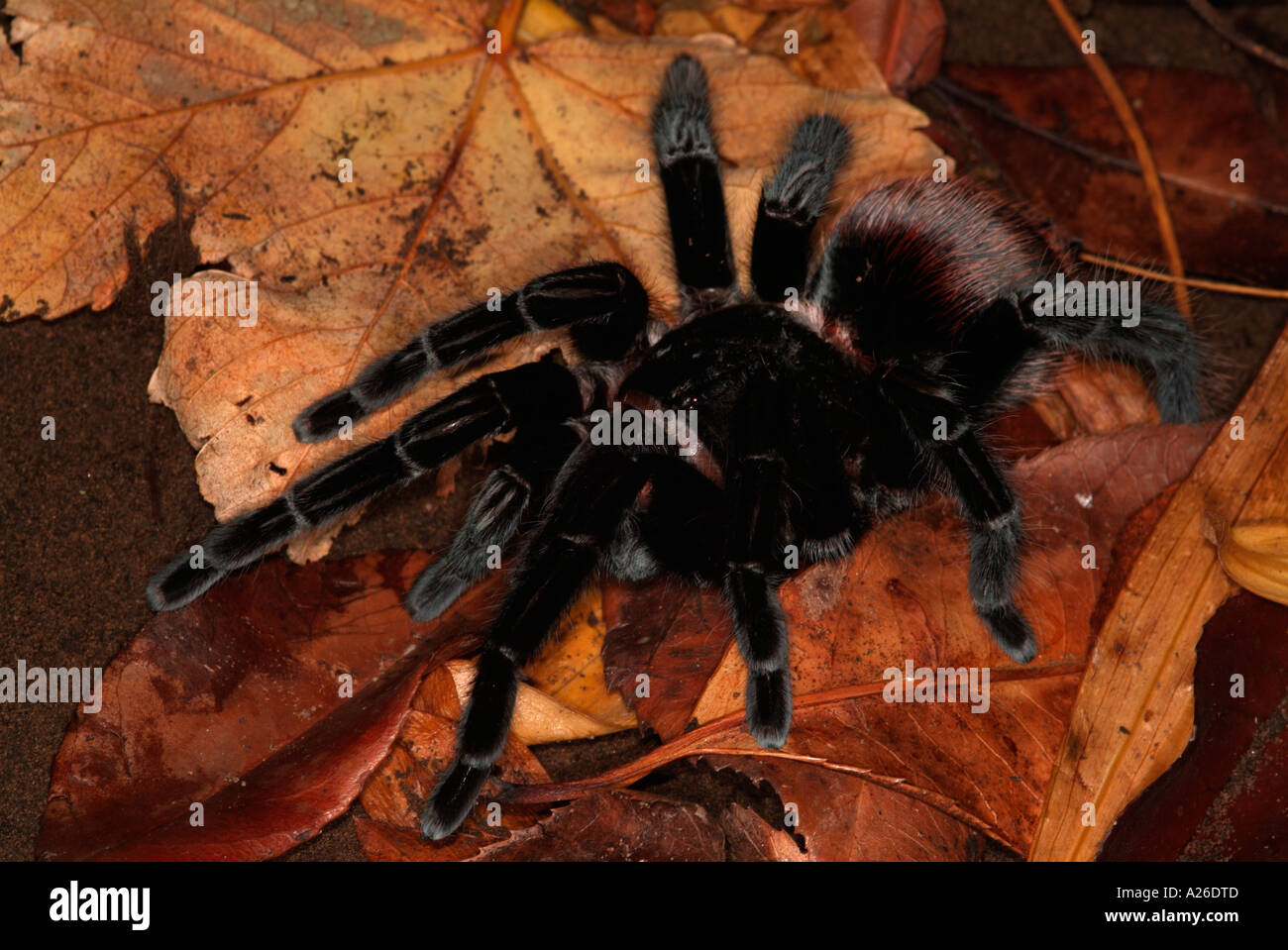 Tarantula Spider Black Velvet croupion rouge Brachypelma vagans Belize Banque D'Images