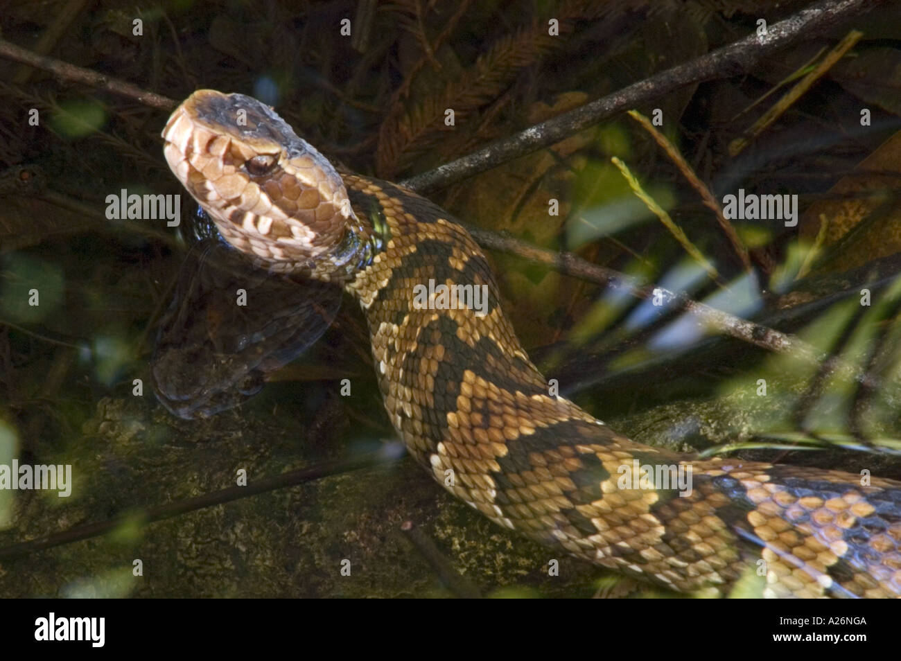 Reptiles d'Amérique du Nord (USA) de la Floride Floride Cottonmouth (Agkistrodon conanti piscivores) Six Mile Cypress Slough. Fort Myers, FL Banque D'Images