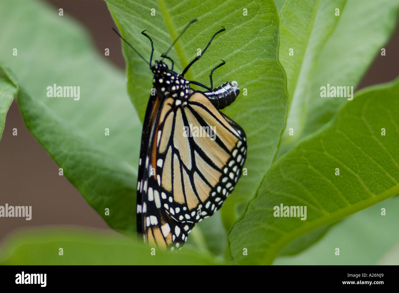 Le monarque (Danaus plexippus) Femelle pondre sur l'asclépiade commune, plante hôte l'Ontario Banque D'Images