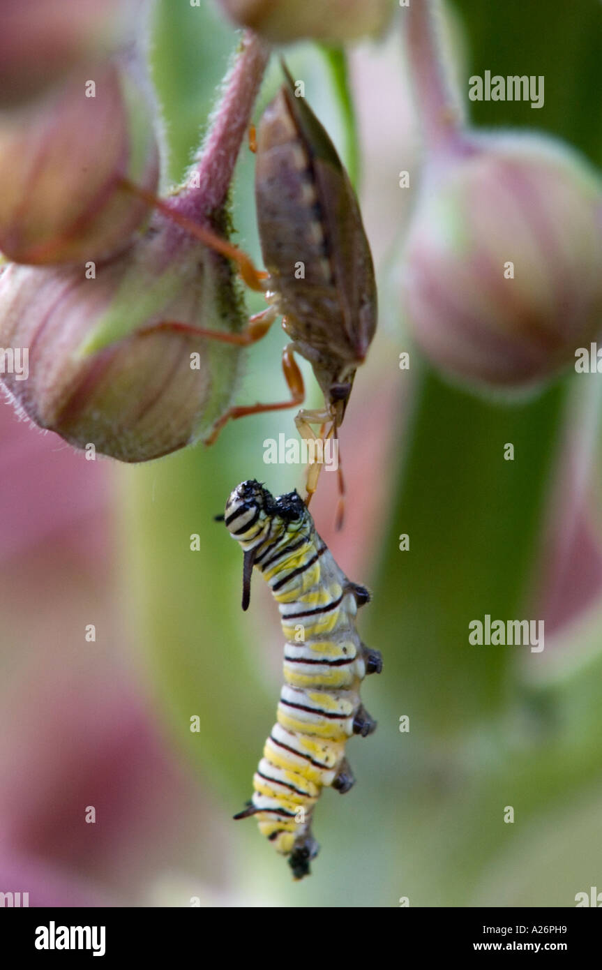 Soldat d'épines (Podisis bug spp.) se nourrissent de papillons monarques capturés Caterpillar. L'Ontario, Canada Banque D'Images