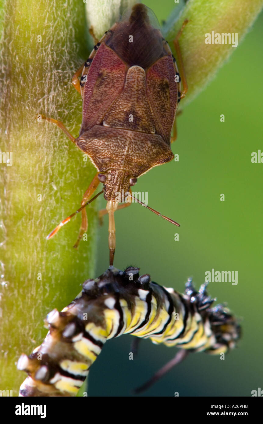 Soldat d'épines (Podisis bug spp.) se nourrissent de papillons monarques capturés Caterpillar. L'Ontario, Canada Banque D'Images