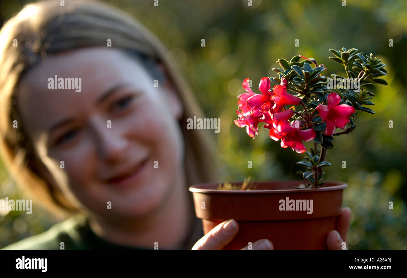 Femme tenant un pot avec un rare spécimen de Rhododendron tuhanensis Banque D'Images