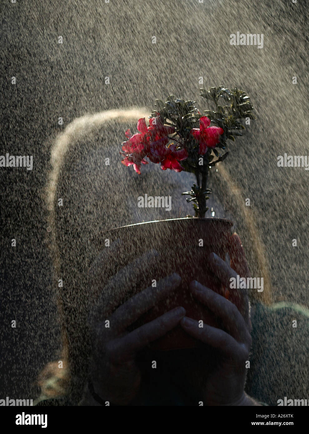 Femme tenant un pot avec modèle de Rhododendron tuhanensis Banque D'Images