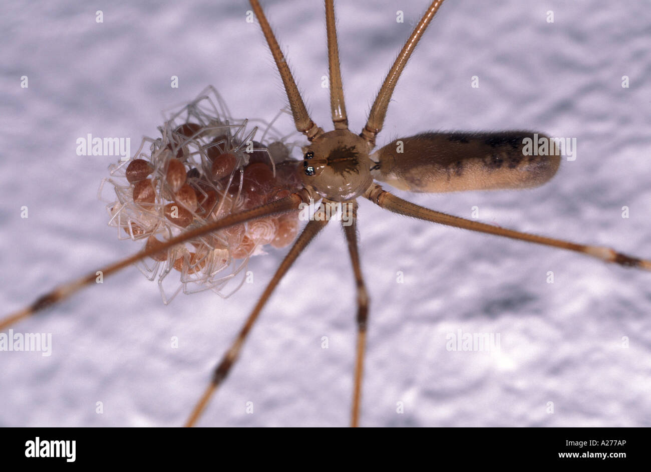 Daddy-Long-Legs (Pholcus phalangioides araignée), femme avec des jeunes araignées Banque D'Images