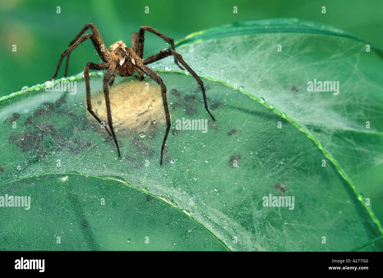 Spider web pépinière (Pisaura mirabilis) Banque D'Images