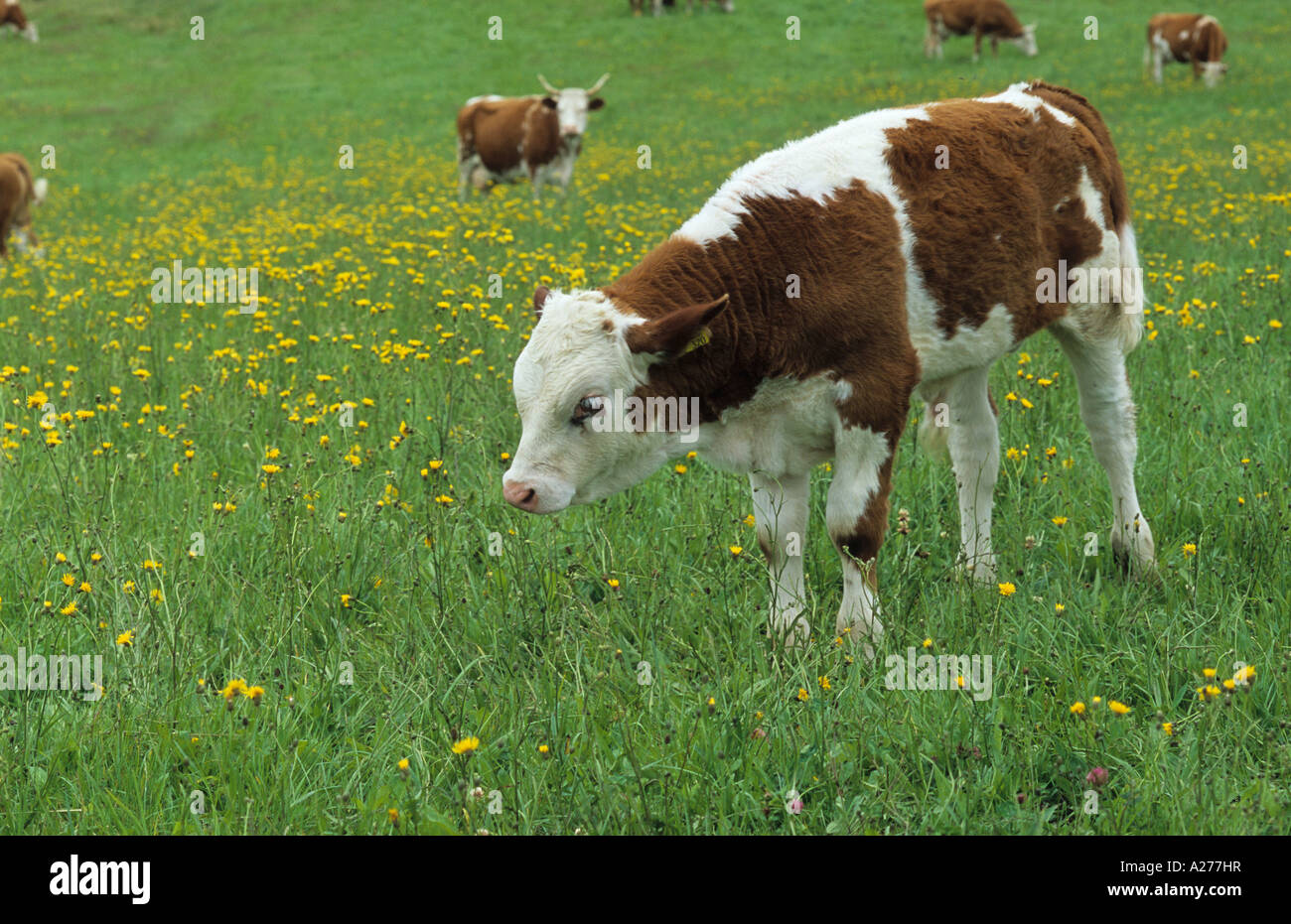 Les bovins (Bos primigenius f. taurus) Banque D'Images