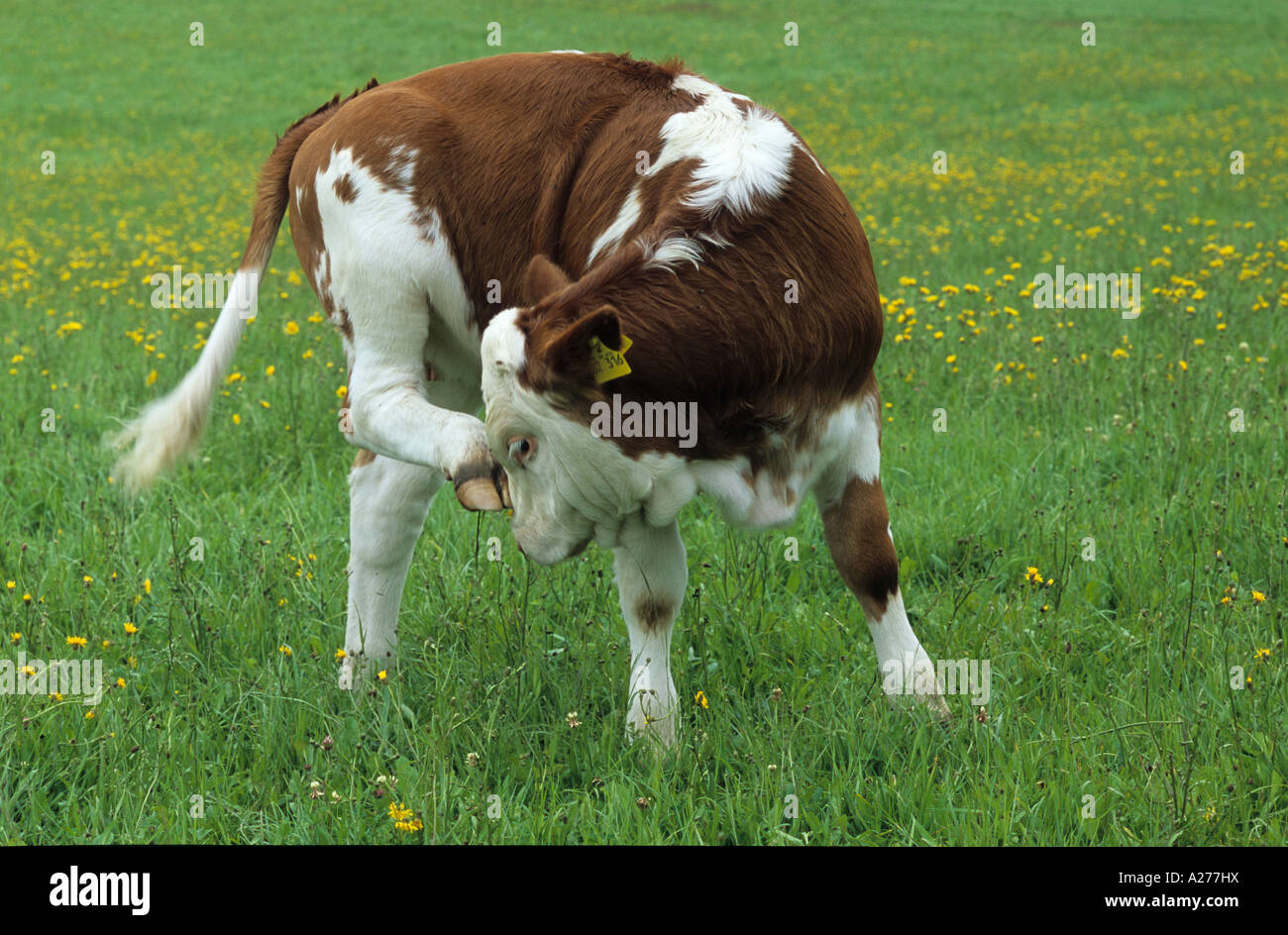 Veaux bovins (Bos primigenius f. taurus) Banque D'Images