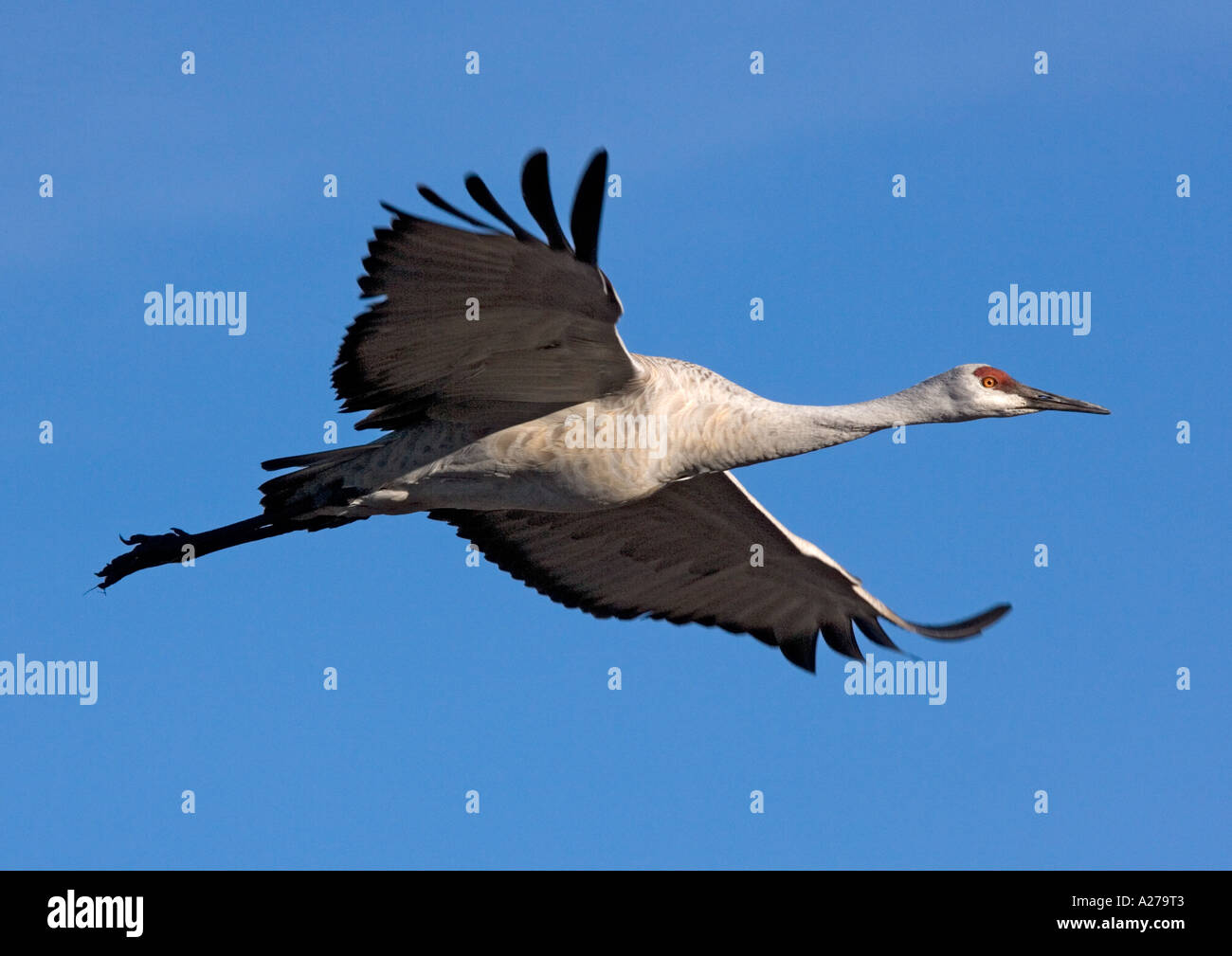 Plus de grues Grus canadensis en hiver vol Banque D'Images