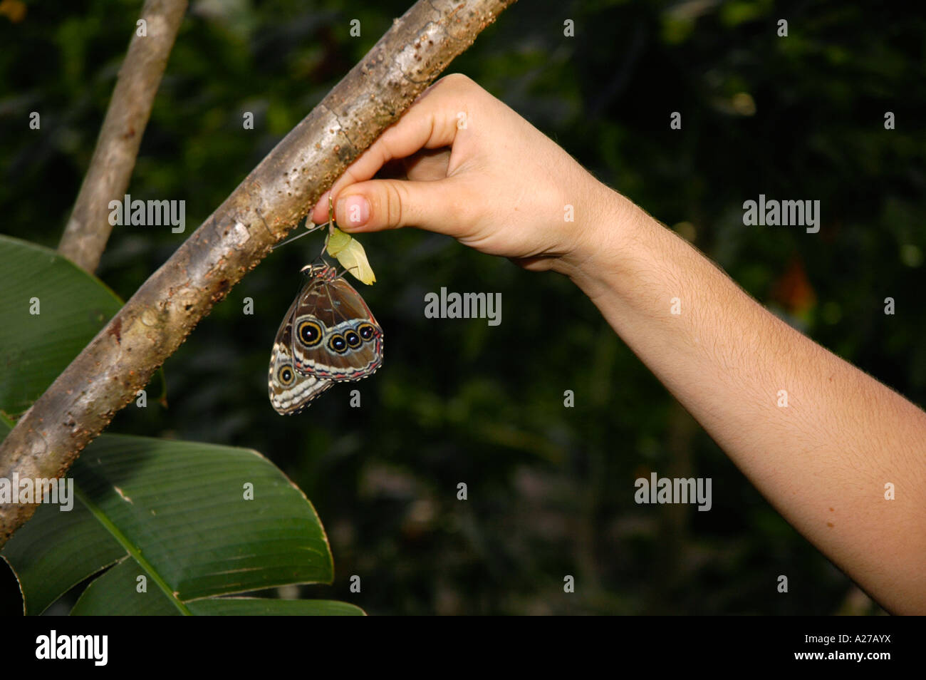 Raccrochage bénévoles papillon nouvellement éclos on tree branch Banque D'Images