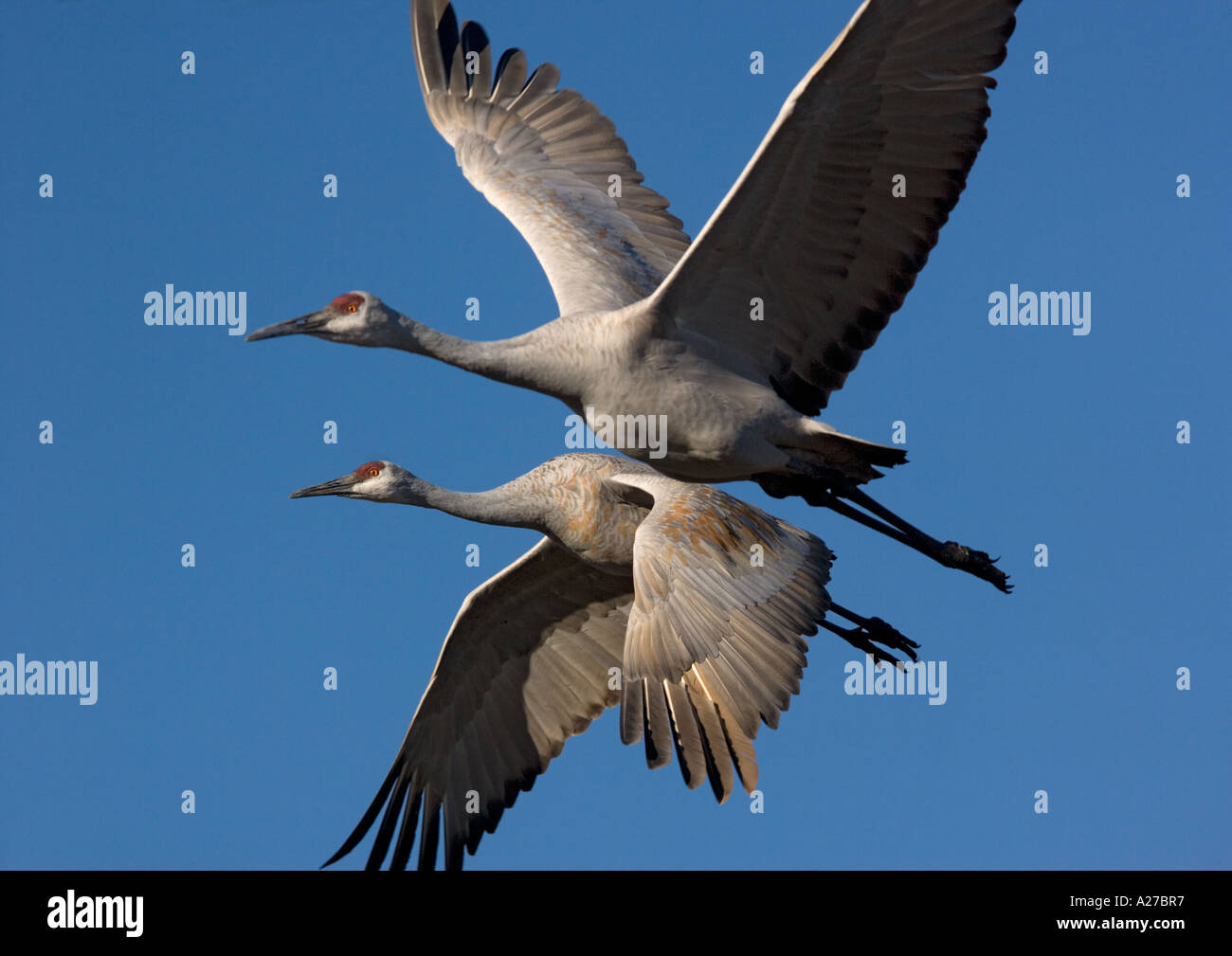 Plus de grues du Canada (Grus canadensis) en hiver vol Banque D'Images