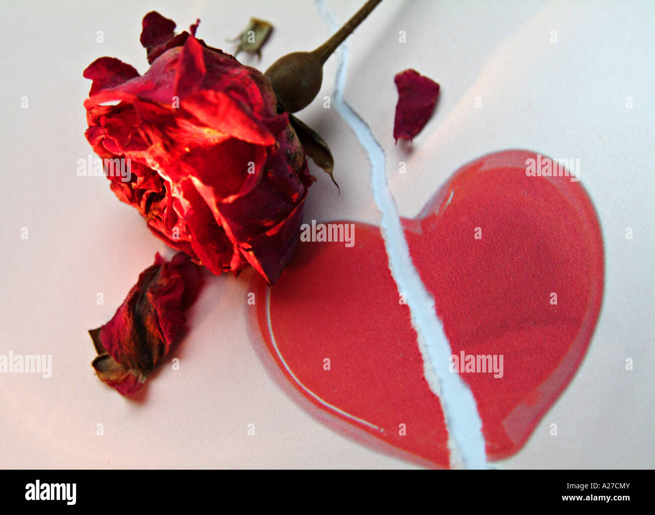Amour Coeur Rouge Brisee Sous Une Rose Rouge Fanee Photo Stock Alamy Amour Coeur Rouge Brisee Sous Une Rose Rouge Fanee Photo Stock Alamy