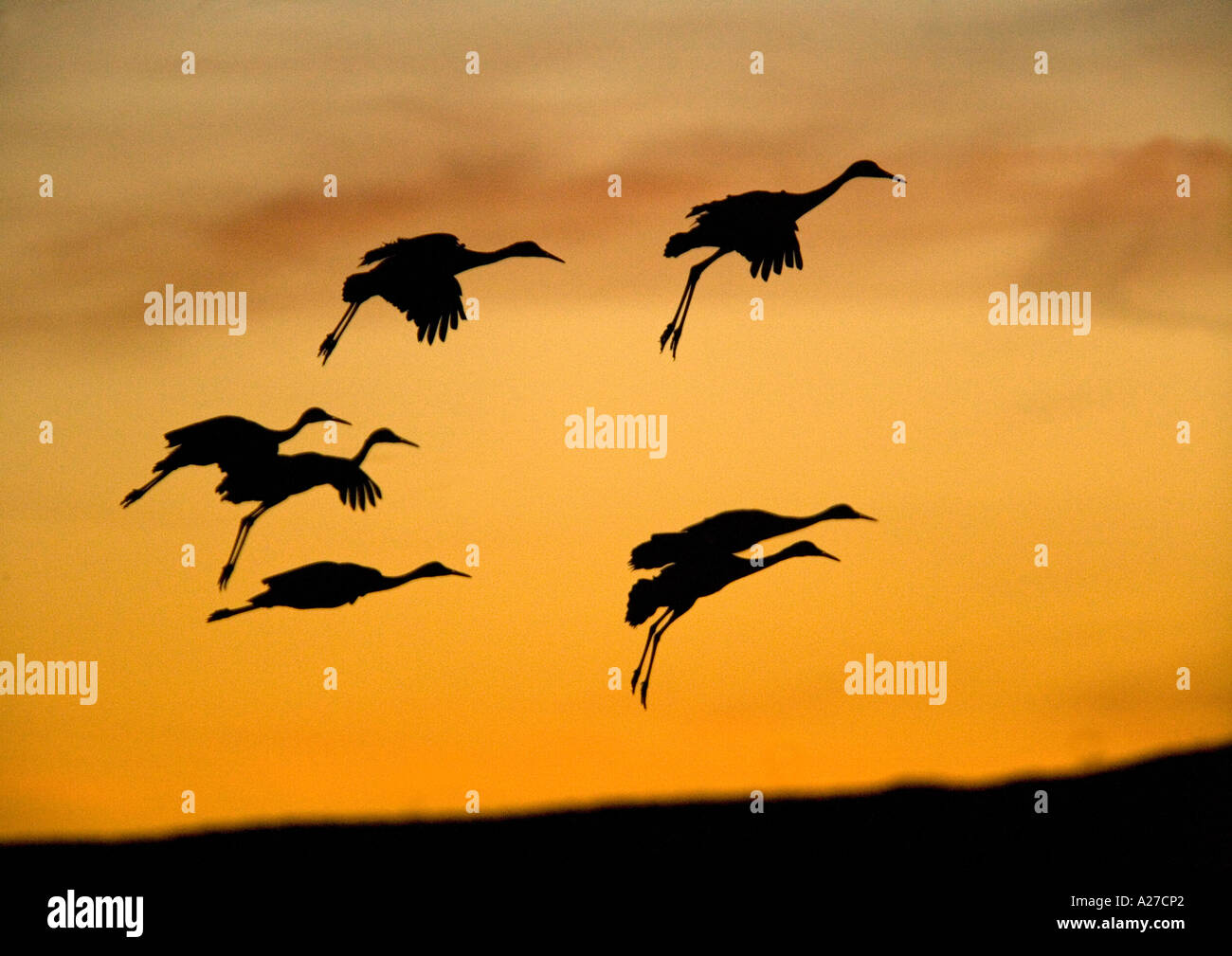 Plus de grues du Canada (Grus canadensis) en vol pour l'hiver roost, coucher de soleil Banque D'Images