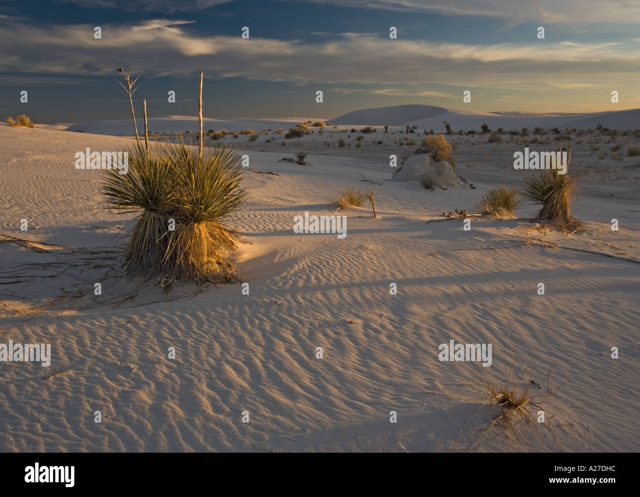 Belles dunes de gypse blanc sculpté du vent dans le sable blanc National Monument avec arbres de savon (Yucca elata) croissant Banque D'Images