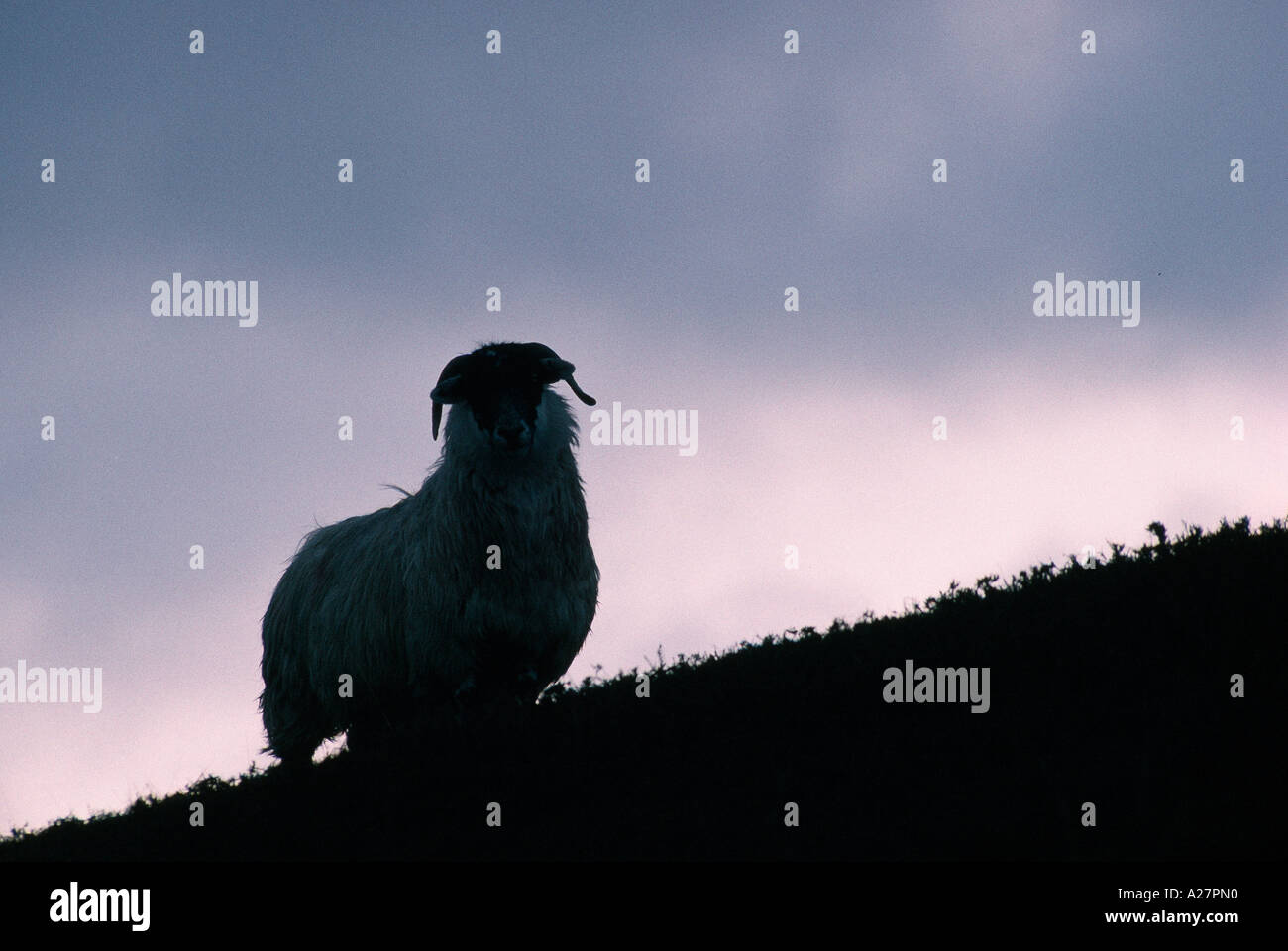 Mouton noir face contre ciel orageux Banque D'Images