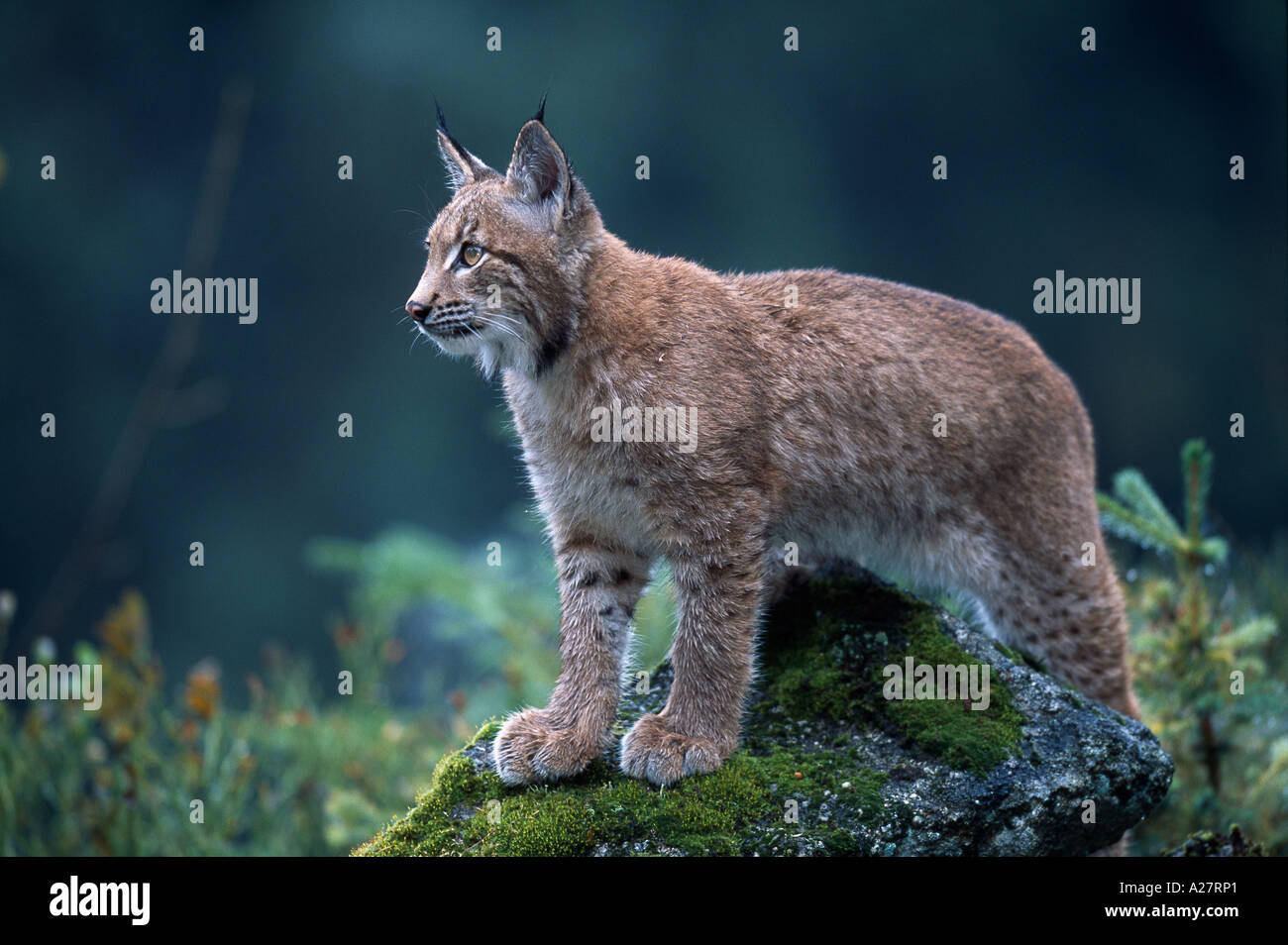 Les jeunes LYNX DEBOUT SUR DES ROCHERS AU BORD D'Epicéa Banque D'Images