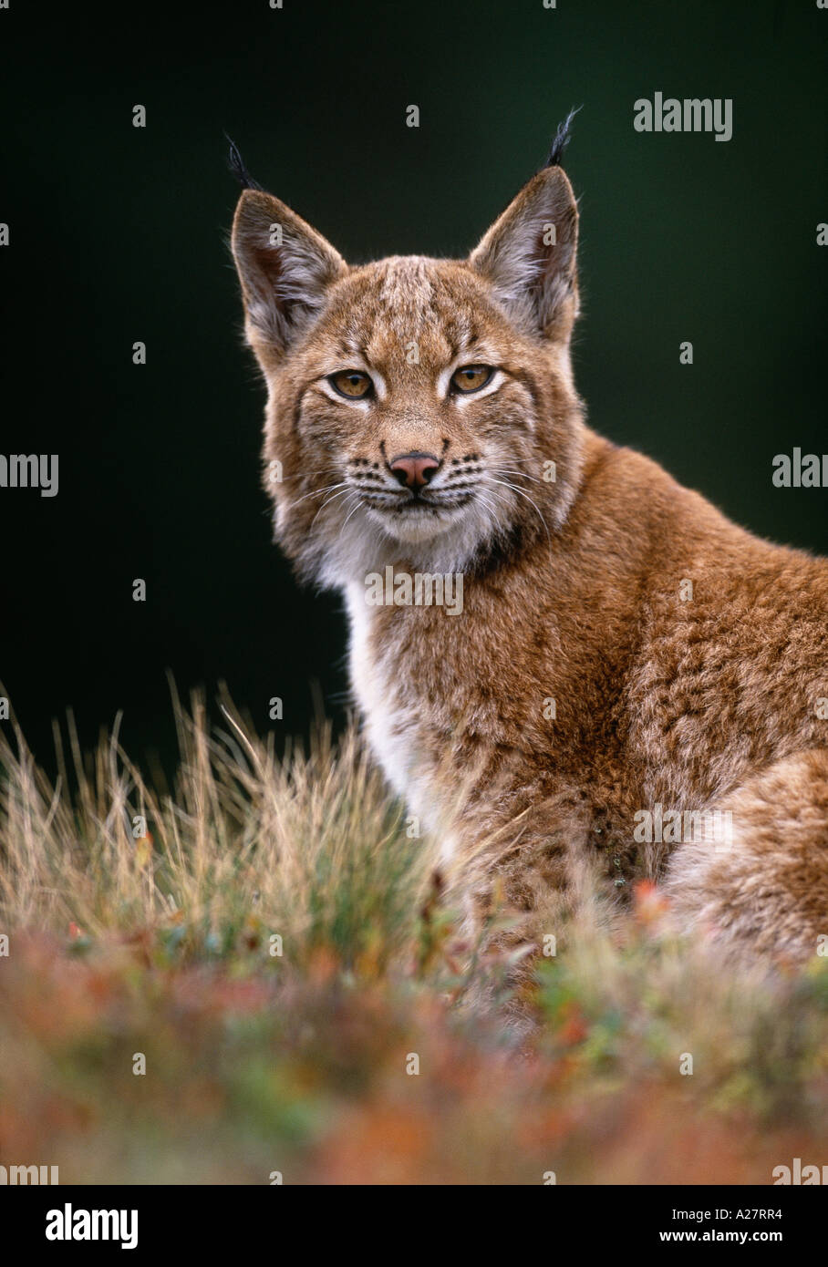 Les jeunes LYNX ASSIS PARMI LES PLANTES de myrtille Banque D'Images