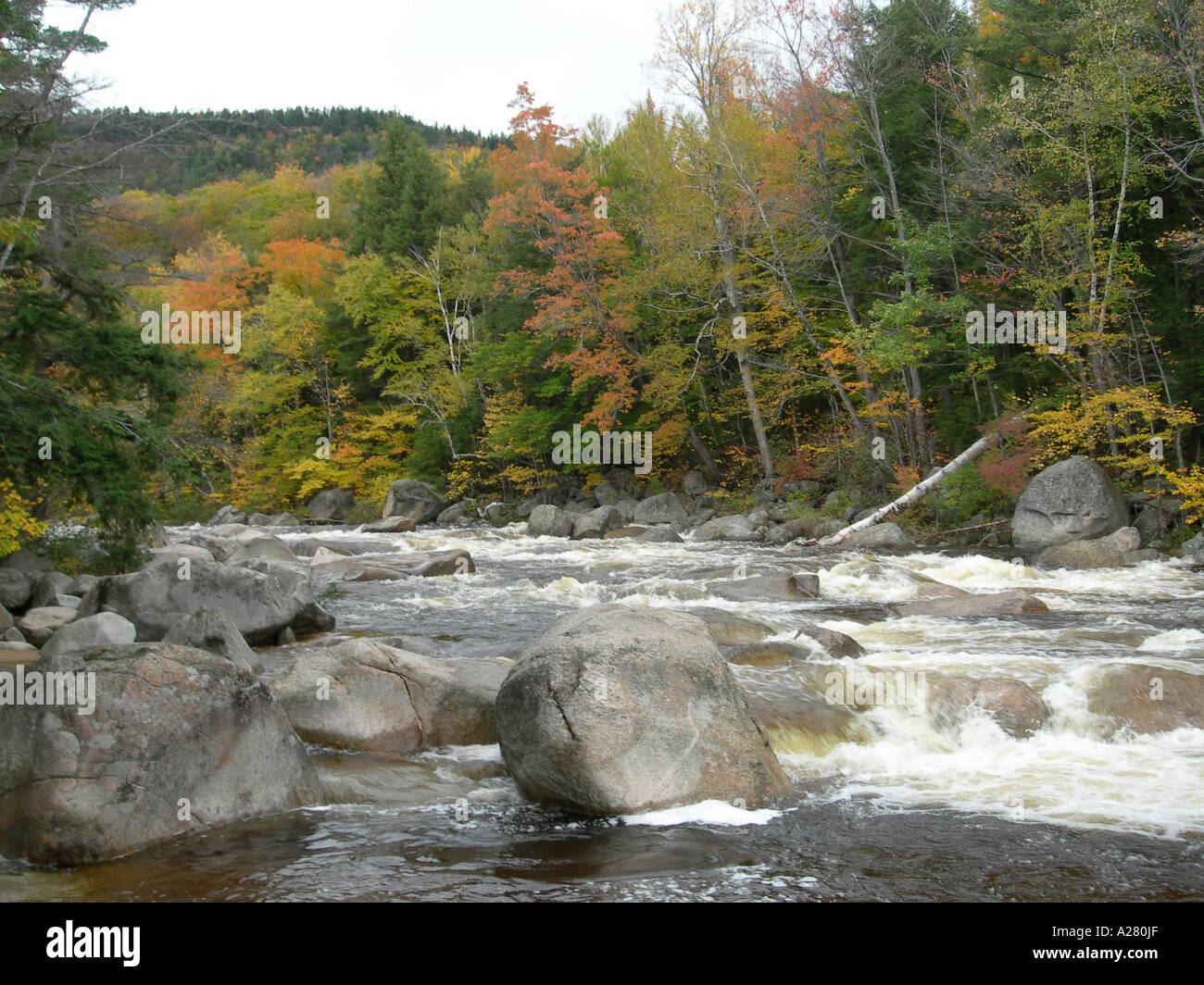 Le Swift River qui coule dans les Montagnes Blanches de New Hampshire USA Forestiers Banque D'Images