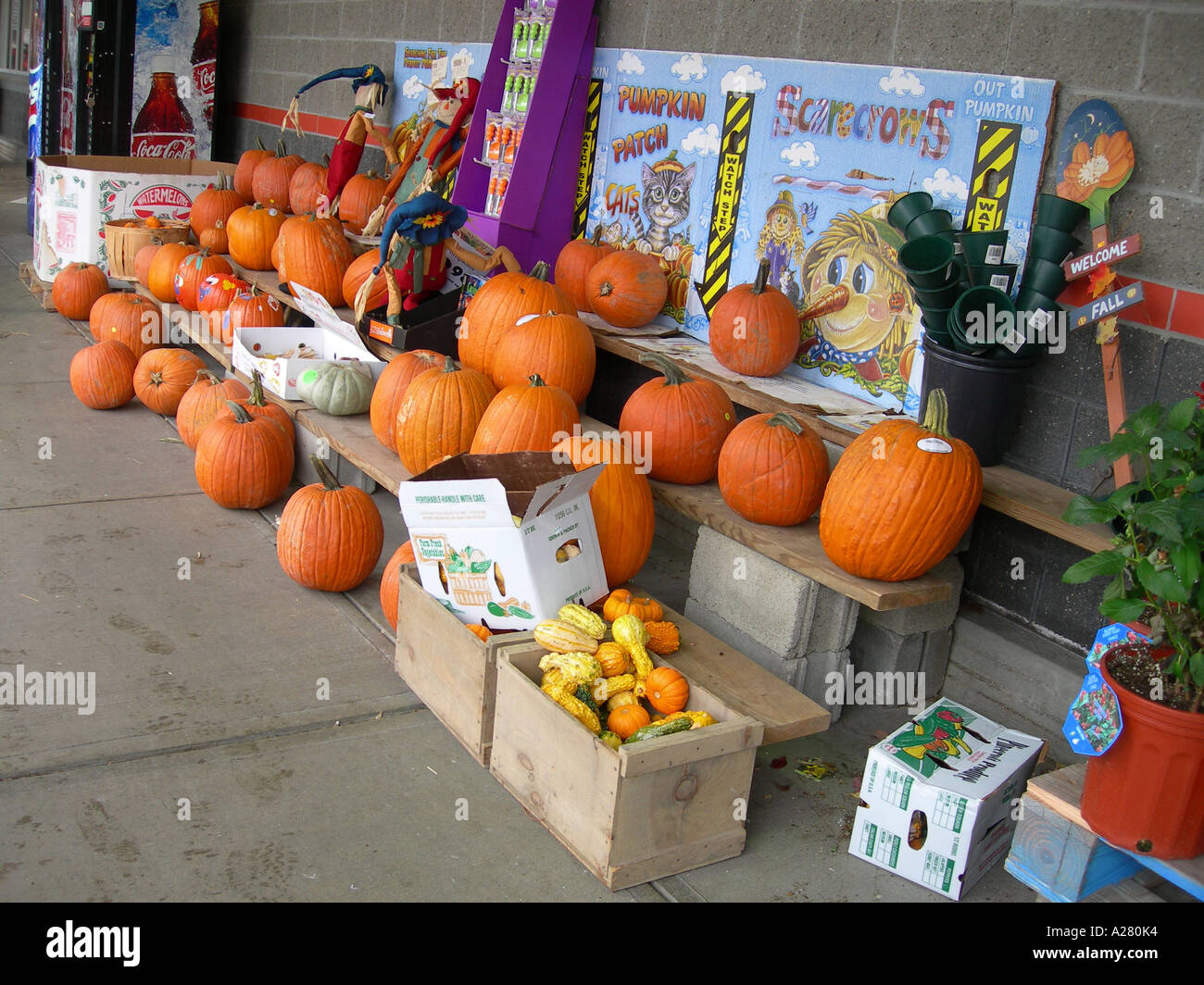 Citrouilles et courges à vendre à l'extérieur de supermarché à Sheffield United States America USA Massachusetts Banque D'Images