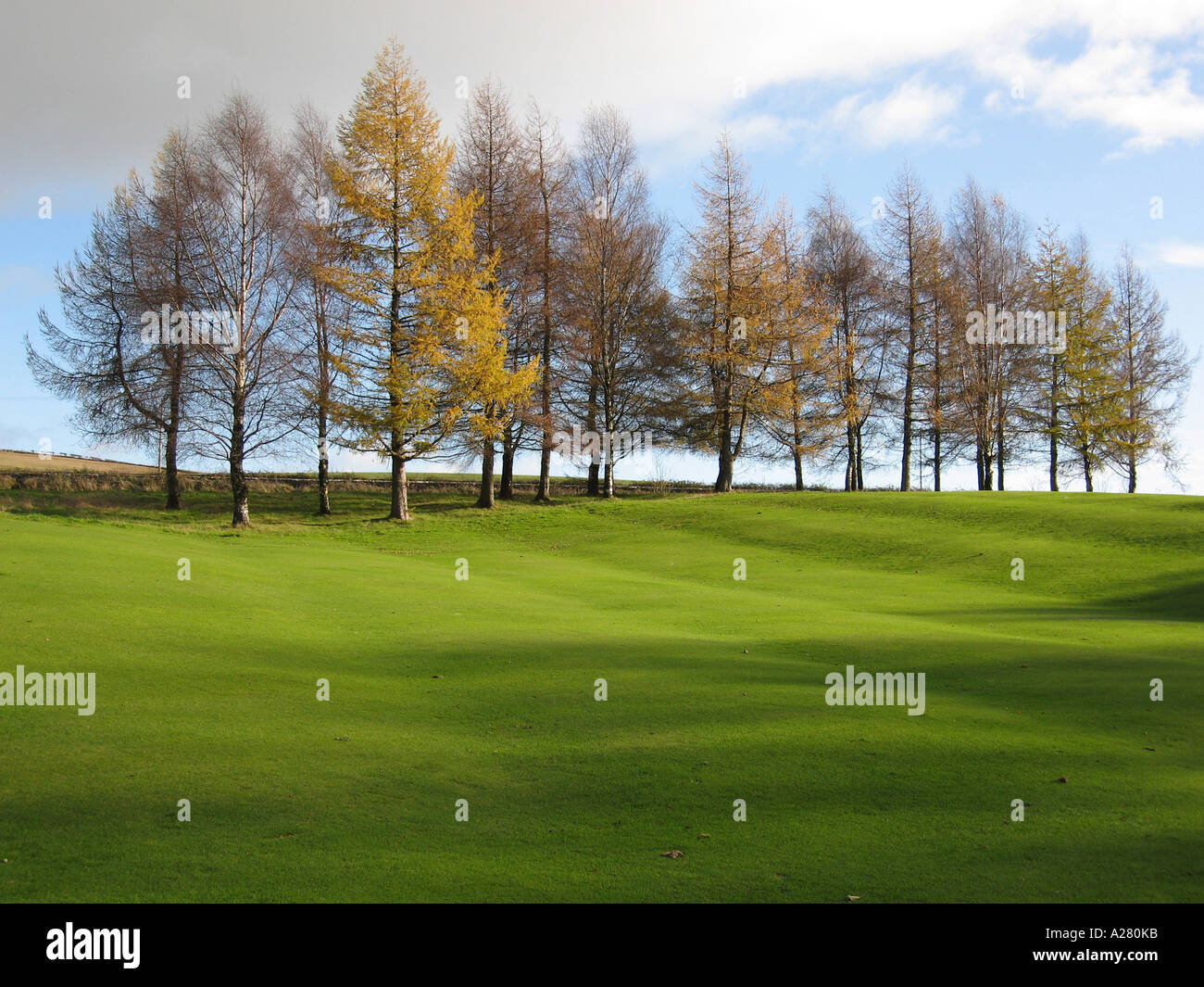 Mélèzes en plein automne teinte dans stand à Cardross Golf Club en Ecosse Banque D'Images