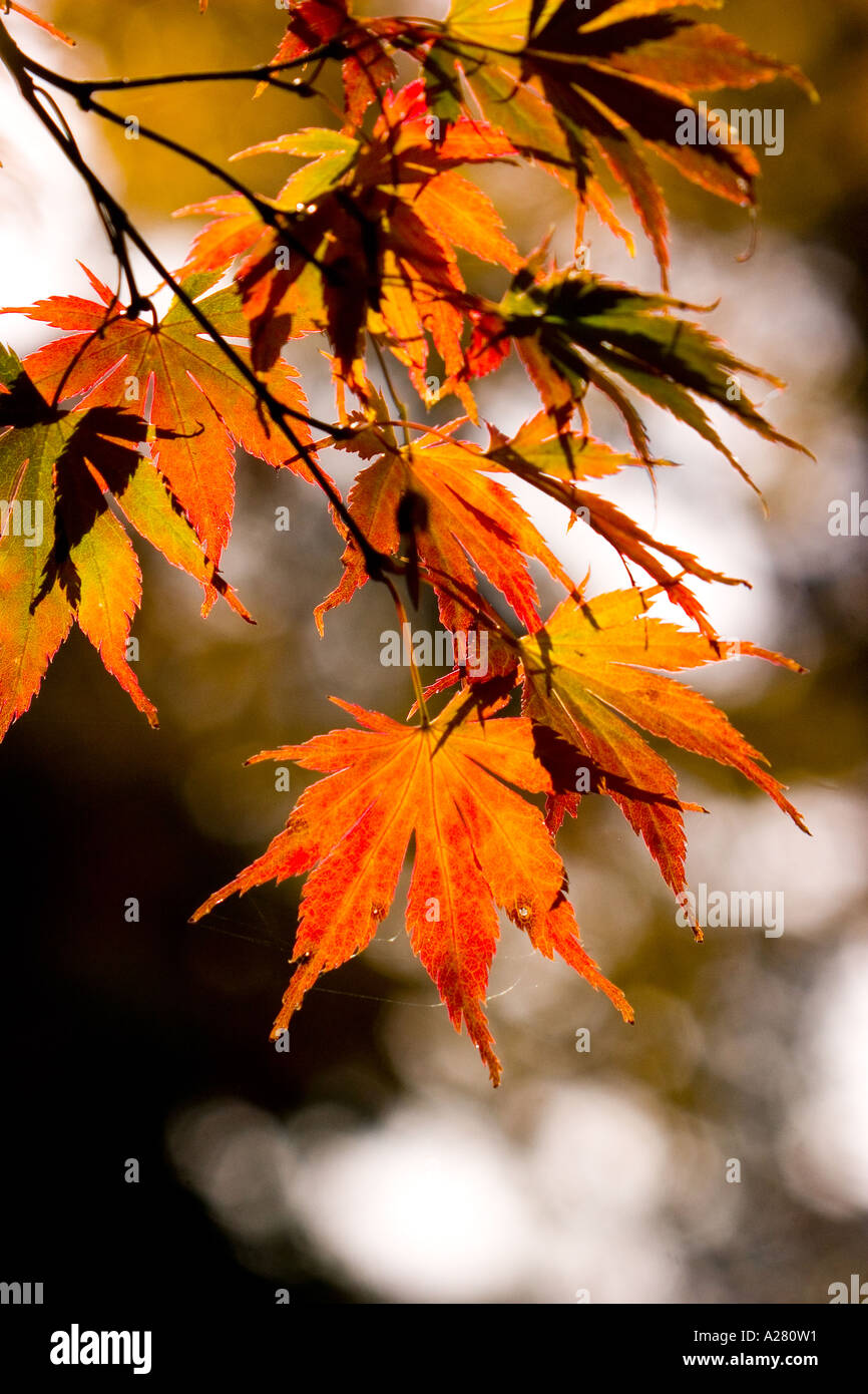 Acer japonica Atropurpurea Banque D'Images