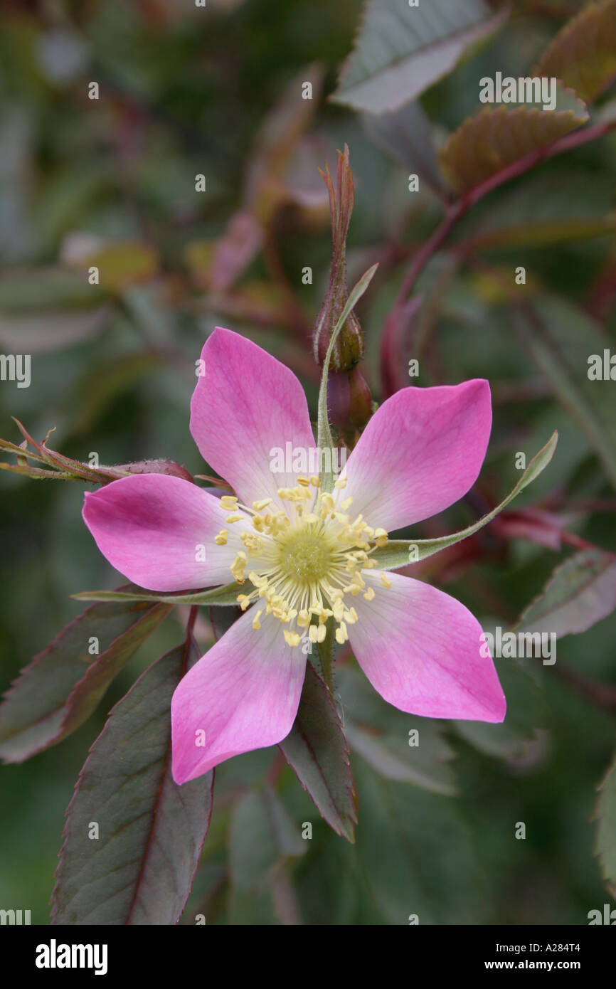 Rose Rosa glauca également connu sous le nom de Rosa rubrifolia Banque D'Images