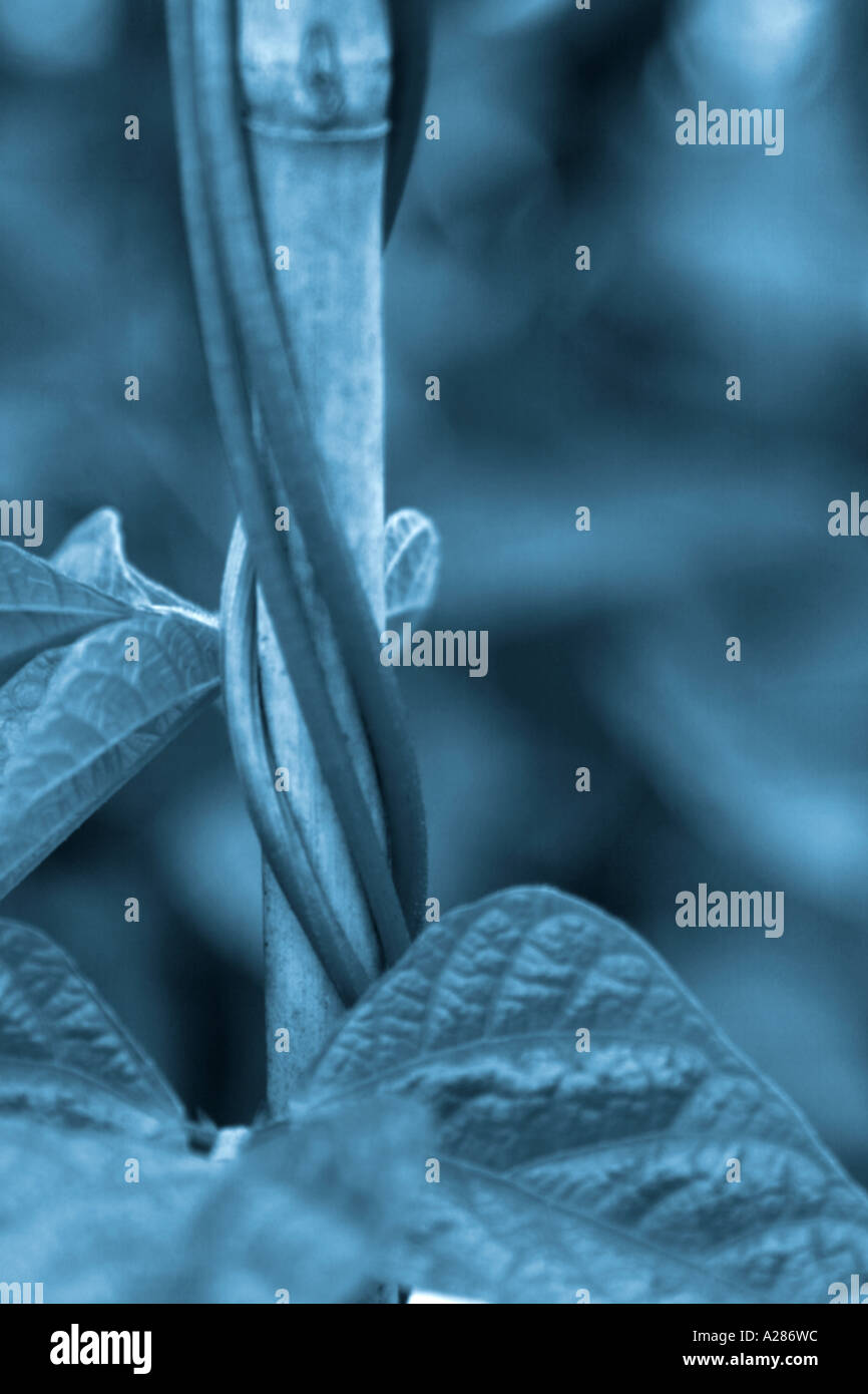 Les tiges et les feuilles des plants de haricot grimpant accroché à ton bleu près de canne Banque D'Images
