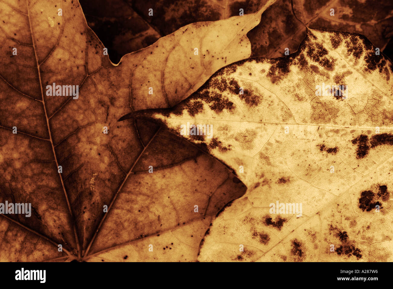 Les feuilles d'automne ton sépia foncé Banque D'Images