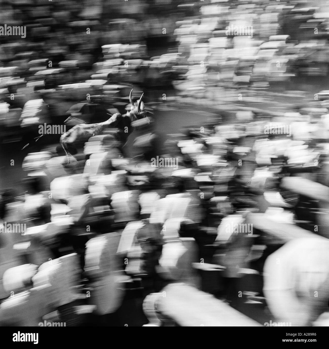 Jallikattu Madurai Tamilnadu Inde Dressage Bull Banque D'Images