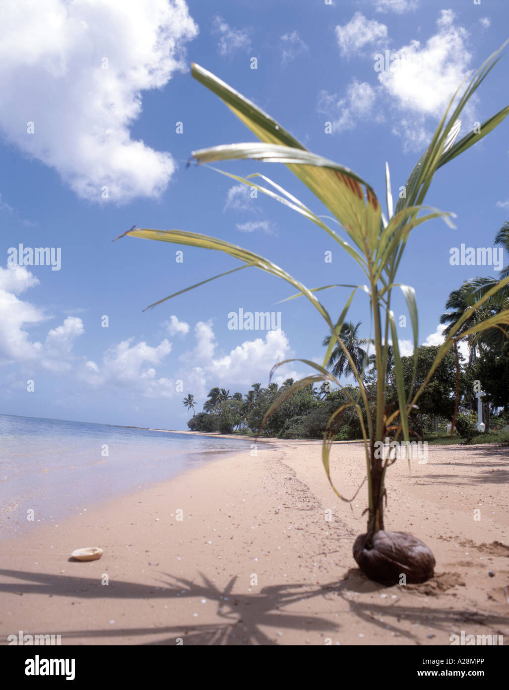 Noix de coco germant sur la plage tropicale, l'île de Pangaimotu, Tongatapu, Royaume des Tonga Banque D'Images