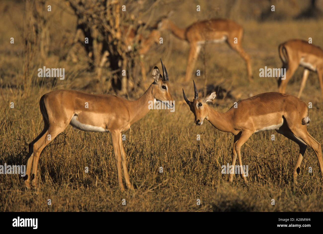 Deux jeunes mâles Impala ou Rooibok Aepyceros melampus Banque D'Images