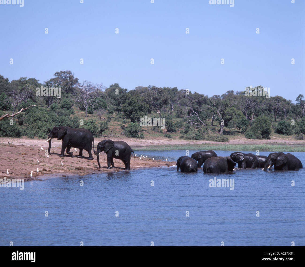 Éléphants jouant à River Chobe, parc national de Chobe, Chobe, République du Botswana Banque D'Images