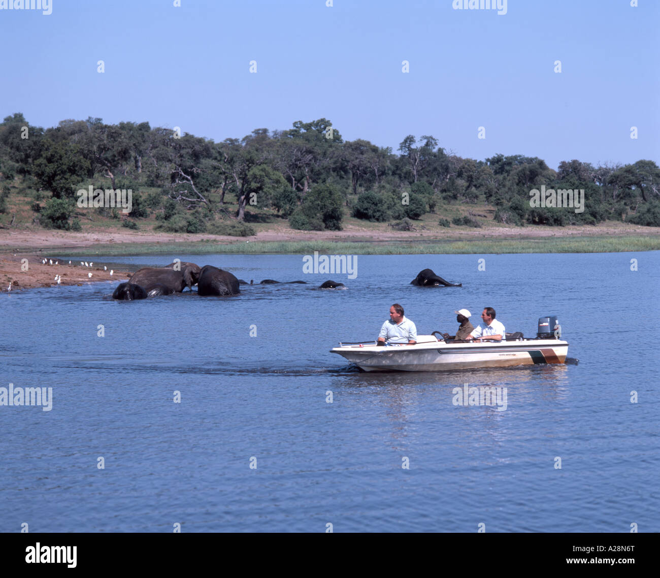 Les éléphants jouant dans la rivière, le Parc National de Chobe, Botswana, Chobe Banque D'Images