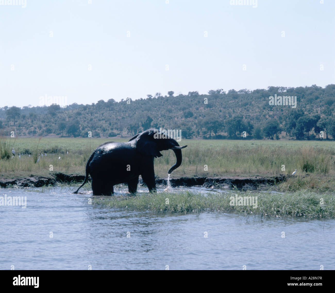 Jeu de l'éléphant dans la région de River, le Parc National de Chobe, Chobe, République du Botswana Banque D'Images