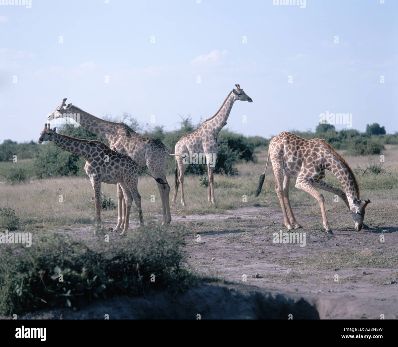 Les Girafes à Bush, le Parc National de Chobe, Chobe, République du Botswana Banque D'Images