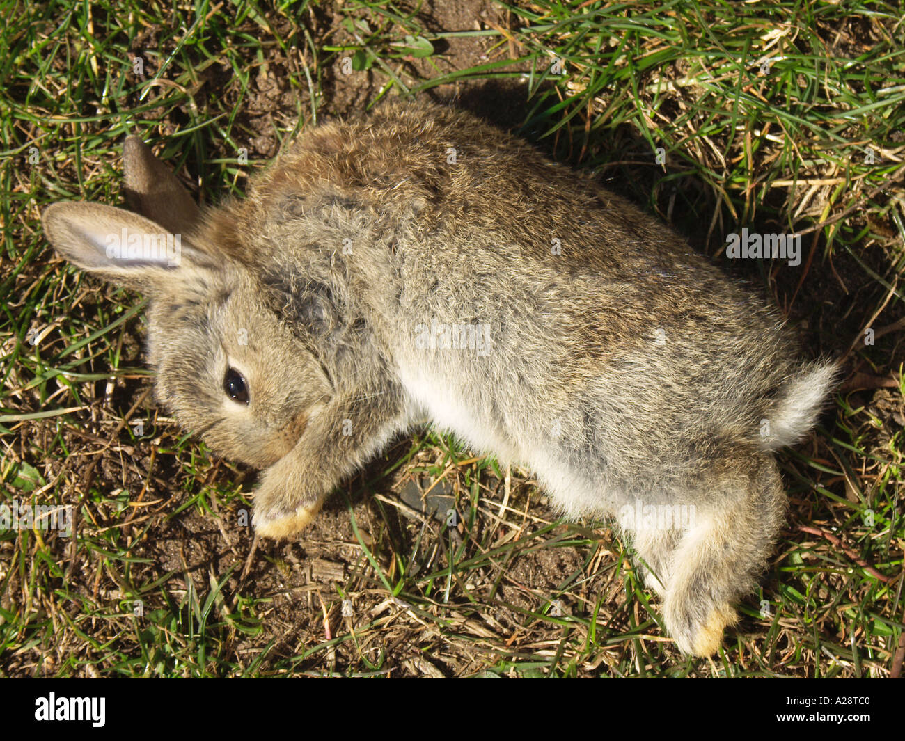 Bébé mort lapin par route Photo Stock Alamy