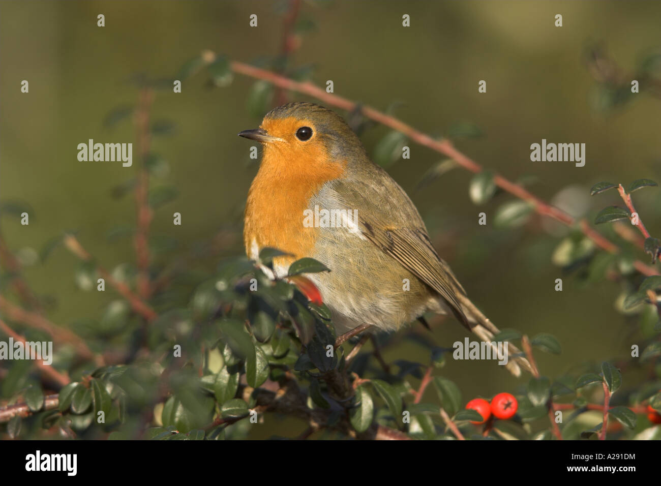 Rougegorge familier Erithacus rubecula aux abords perché sur un ...