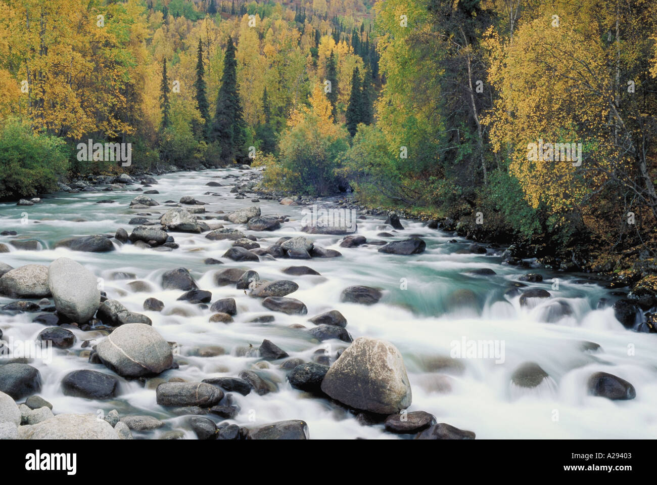 L'eau coule sur des roches dans le lit d'une rivière à l'automne feuillage entourant la rivière peu Sustina River AK Banque D'Images