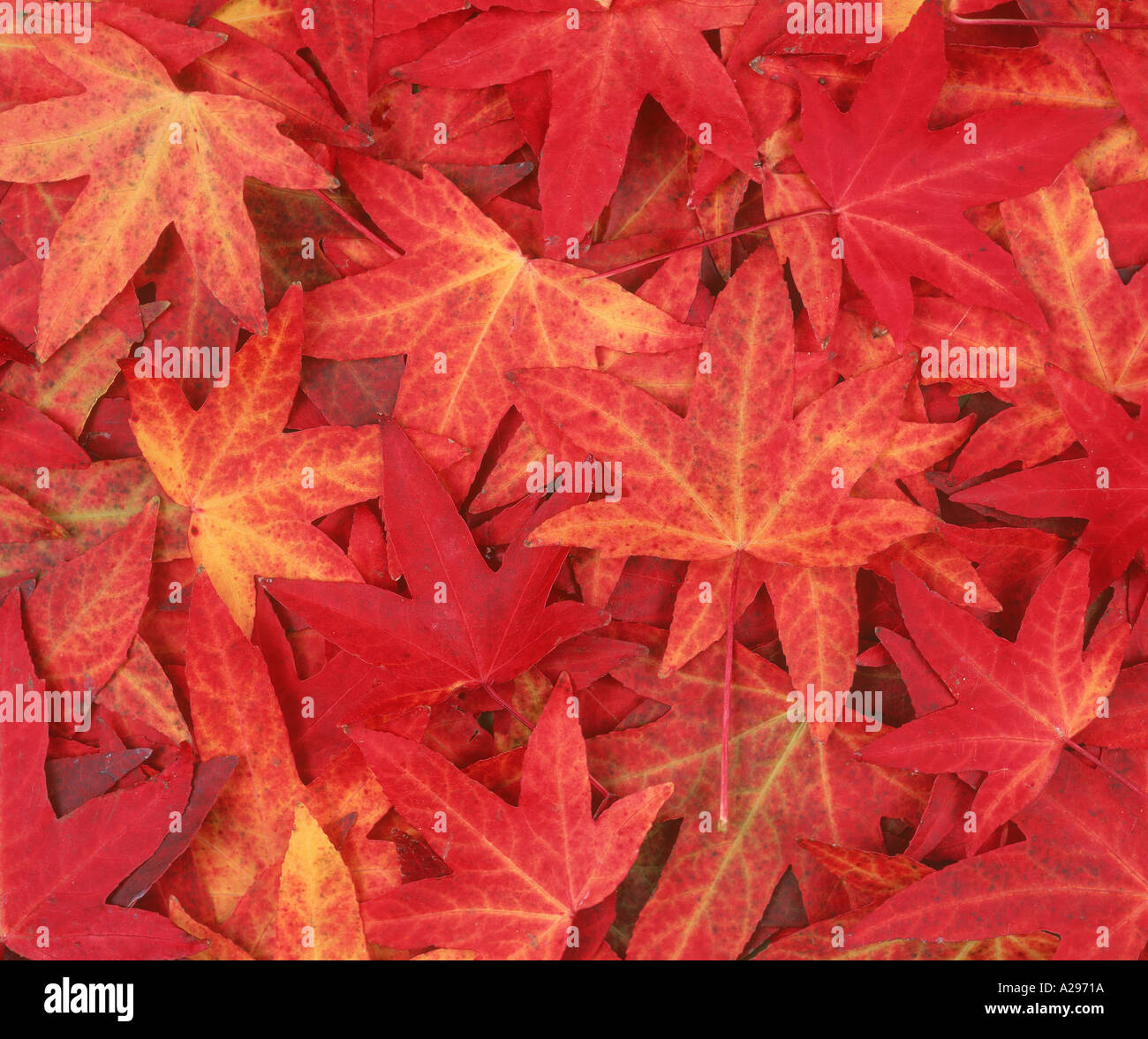 La nature des feuilles d'érable rouges Cambs England L Frost Banque D'Images