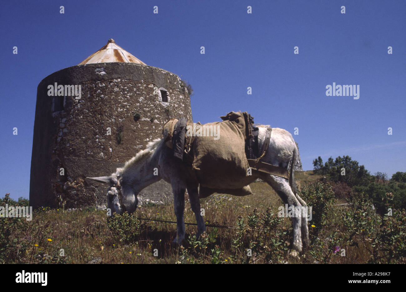 Scène rurale avec l'âne et le vieux moulin, Luxembourg, Portugal. Banque D'Images